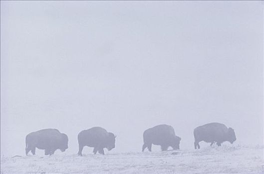 美洲野牛,野牛,小路,暴风雪,草原,南达科他
