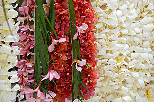 共和国,瓦努阿图,岛屿,热带花卉,花环