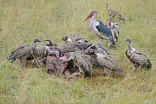 鹳,秃鹰,死,蓝色,角马,腐肉,马赛马拉国家保护区,肯尼亚,东非,非洲