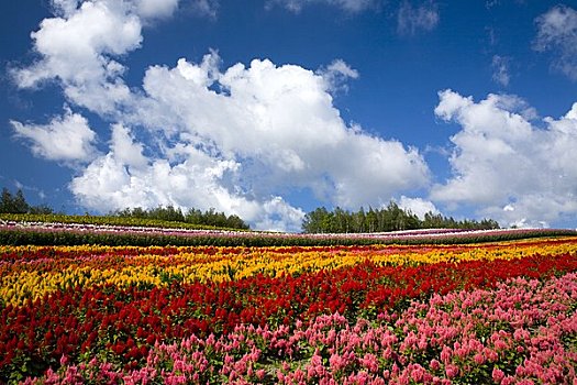 彩色,花坛,山