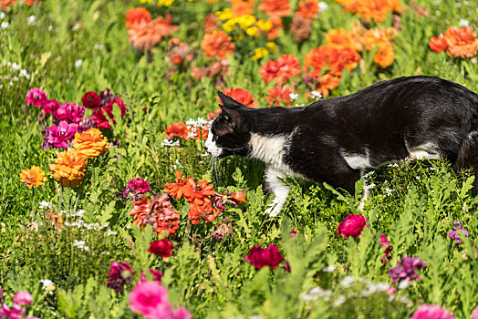 在花丛里的一只黑白相间的猫