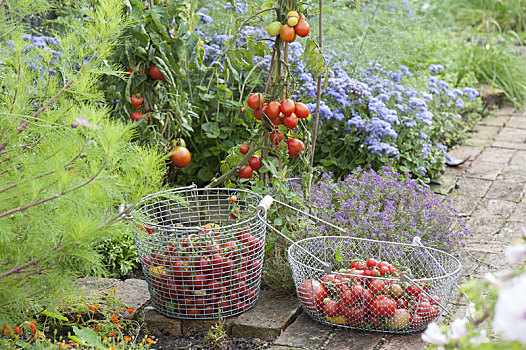 西红柿,丰收,农民,花园