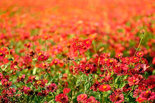 广州义务植树公园秋天拍摄花园里的花