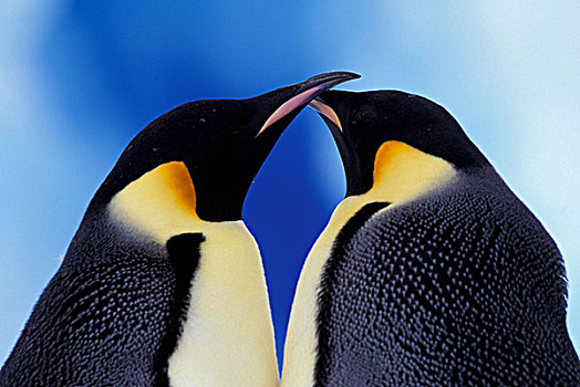 南极,帝企鹅,成年,一对
