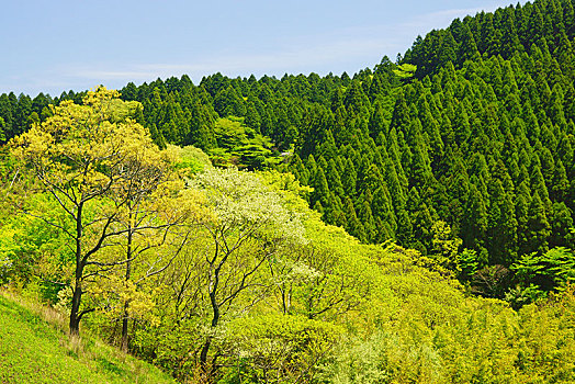 翠绿,熊本,日本