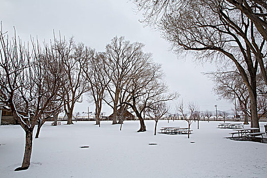 内华达,美国,第一,雪,公园,遮盖,白色