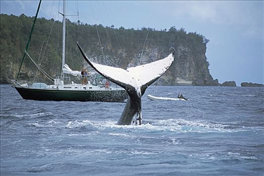 驼背鲸,大翅鲸属,鲸鱼,靠近,船,汤加