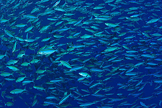 大,鱼群,黑带鳞鳍梅鲷,帕劳,密克罗尼西亚,洛克群岛,世界遗产,西部,太平洋
