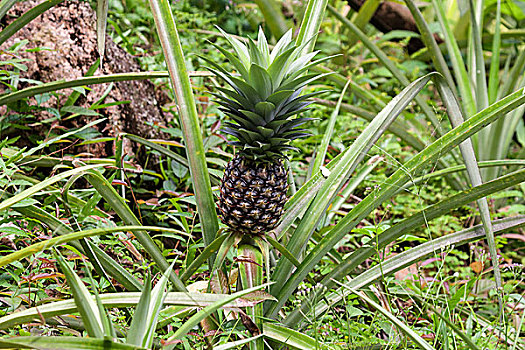 菠萝,拉迪格岛,塞舌尔,非洲