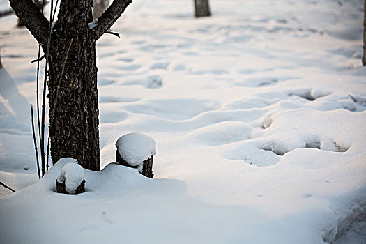 树林雪景