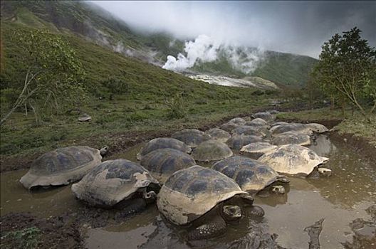 阿尔斯多火山海岛陆龟,加拉巴哥象龟,群,翻腾,阿尔斯多火山,地面,伊莎贝拉岛,加拉帕戈斯群岛,厄瓜多尔