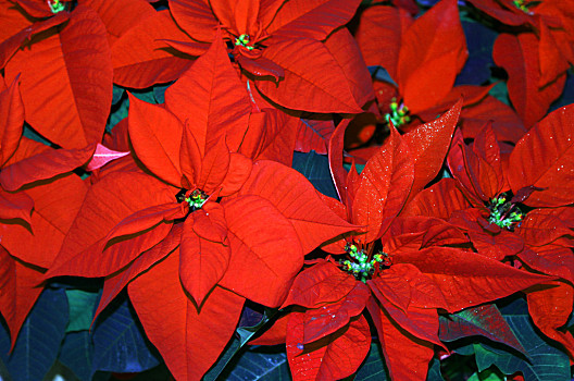 漂亮,红叶,一品红,销售,花商