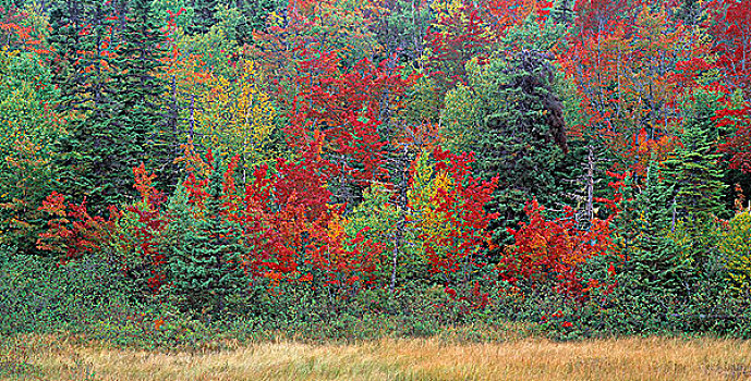 秋色,格罗莫讷国家公园,纽芬兰,加拿大