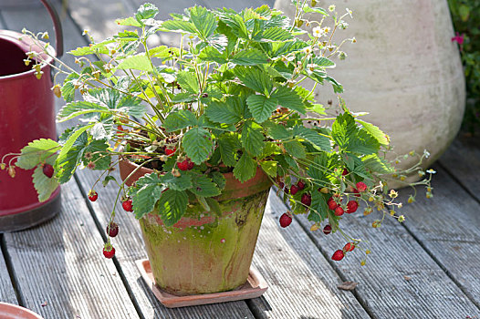 草莓,野草莓,阿尔卑斯山,红色,陶制容器