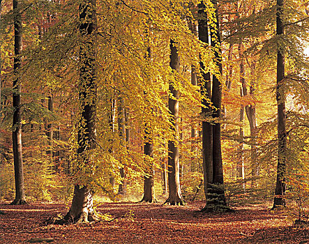 山毛榉,树林,秋天