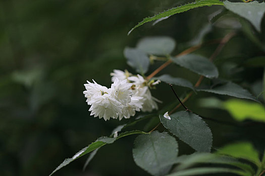 溲疏树上的白花