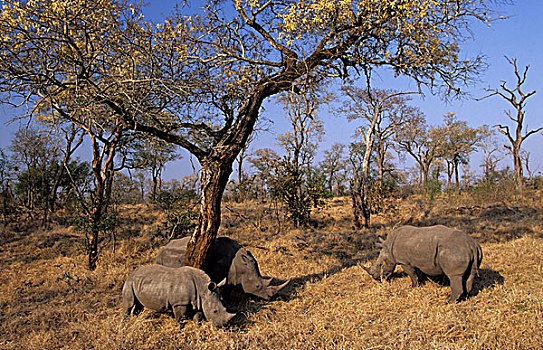 白犀牛,放牧,萨比萨比,禁猎区,克鲁格国家公园,南非,非洲