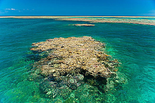 巨大,珊瑚,大堡礁,世界遗产,昆士兰,澳大利亚,大洋洲