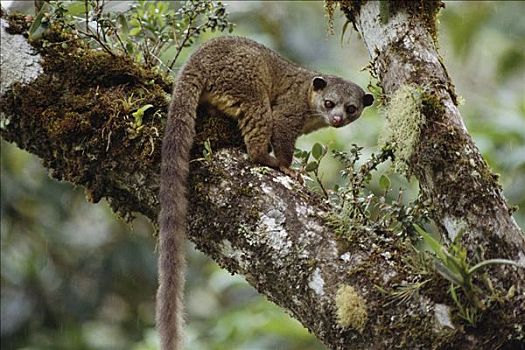 蜜熊,尾部,雨林,哥斯达黎加