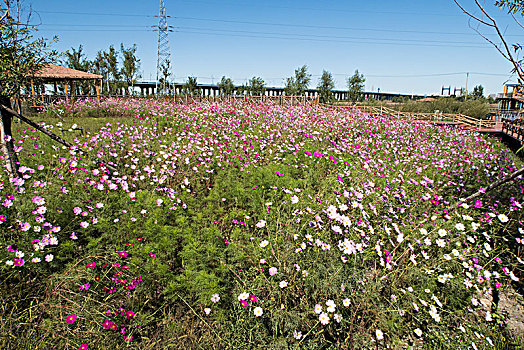 花田