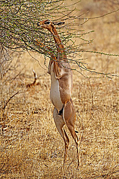 非洲瞪羚,后腿站立,浏览,长颈羚,桑布鲁野生动物保护区,肯尼亚