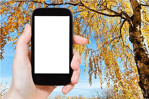 智能手机,黄色,桦树,秋天
