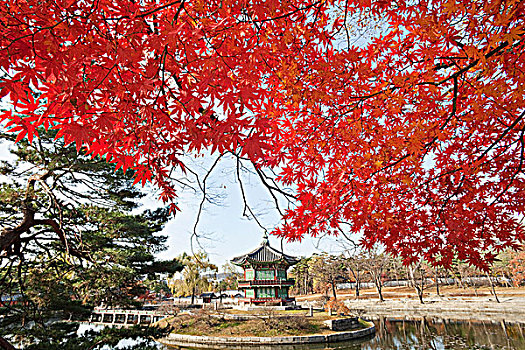 秋天,树,亭子,背景,香远亭,景福宫,首尔,韩国
