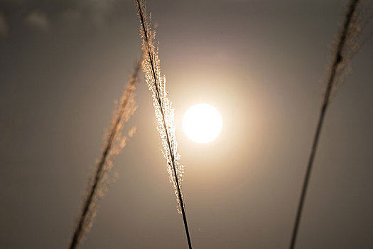 傍晚夕阳西下逆光随风摇曳的芦苇