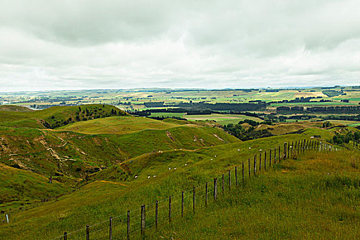新西兰牧场