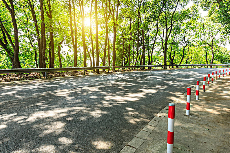 美麗的林蔭道路在陽光明媚的夏天