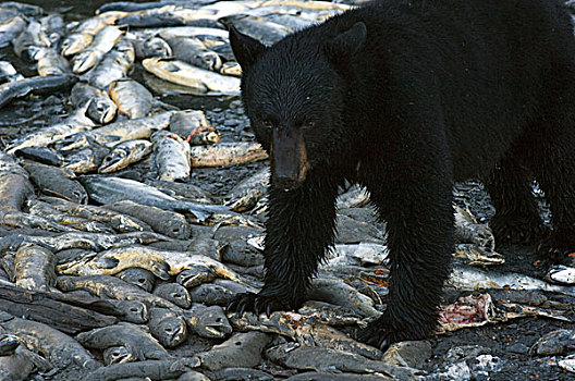 黑熊,美洲黑熊,粉色,三文鱼,太平洋鲑属,卵,阿拉斯加