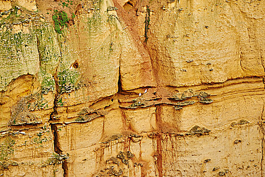 特写,石墙,十二门徒岩,海洋,道路,坎贝尔港国家公园,维多利亚,澳大利亚,大洋洲