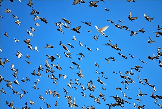 空中飞的鸽子图片图片