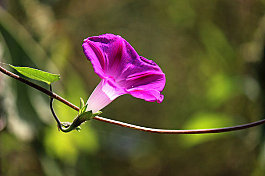 牵牛花