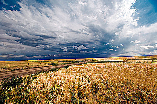 雷雨,毛茛属植物,渡轮,艾伯塔省,加拿大,谷物,天气,云,农业