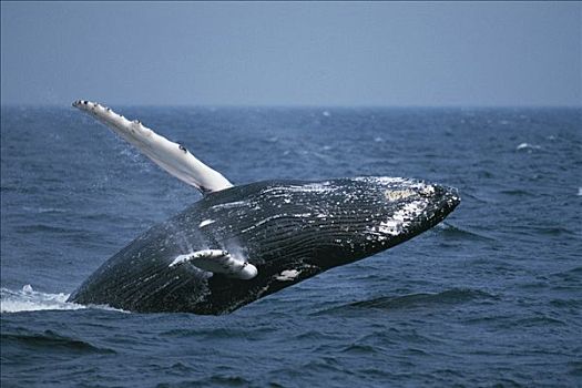 驼背鲸,大翅鲸属,鲸鱼,国家,海洋,科德角,马萨诸塞