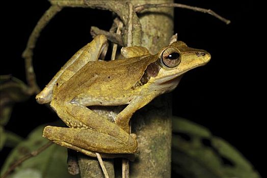 树蛙,丹浓谷保护区,马来西亚