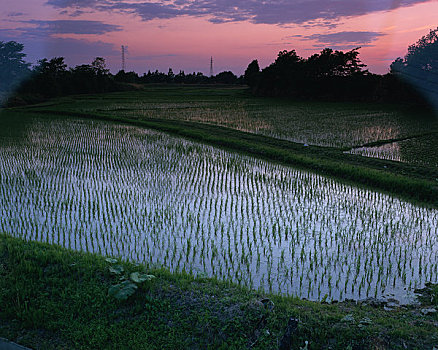 稻田,黄昏