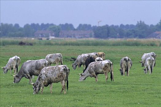 家牛,牧群,放牧,草场,荷兰