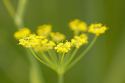 fennel