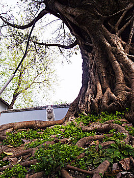 四川阆中古城的古树