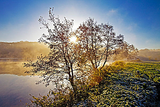 树,日出,秋天,河,鲁尔区,北莱茵威斯特伐利亚,德国,欧洲