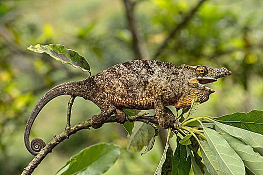 变色龙,雄性,叶子,枝头,本土动植物,马达加斯加,国家公园,非洲