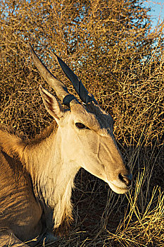 大羚羊,休息,女性,卡拉哈里沙漠,纳米比亚,非洲