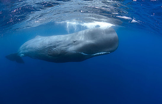 抹香鲸,水下,表面,亚速尔群岛