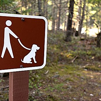 狗,标识,杆,树林,山谷,不列颠哥伦比亚省,加拿大