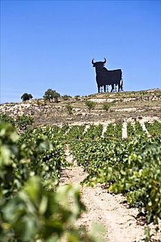 著名,雪利酒,公牛,里奥哈,西班牙