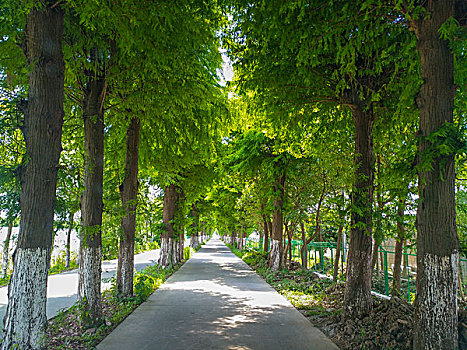 树林道路