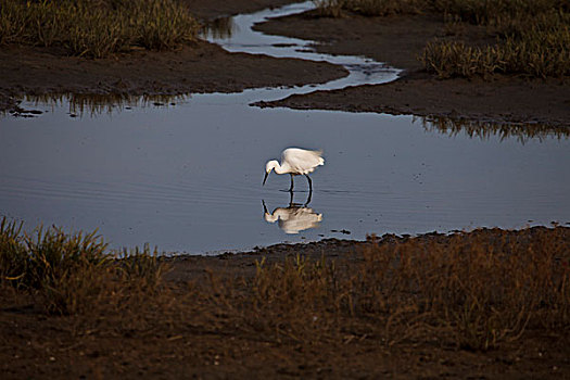 湿地海鸟
