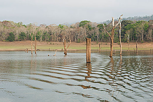 枯木,湖,佩里亚国家公园,喀拉拉,印度